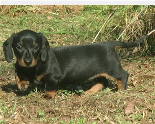 vendita cucciolo cucciolo di bassotto merle maschio
