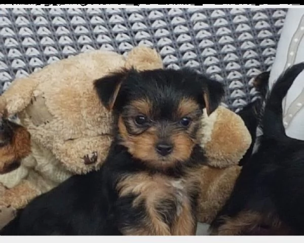 regalo cucciolo cuccioli yorkshire mini toy | Foto 0