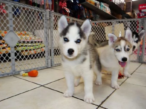 husky femmina siberian