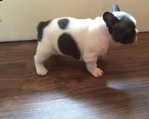regalo bulldog francese cuccioli disponibili a matera