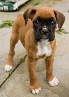  boxer cuccioli ?? 