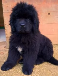  terranova cuccioli pedigree 