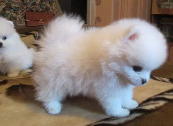 disponiamo cuccioli di spitz pomerania toy teneri e puri di 2 mesi e mezzo in