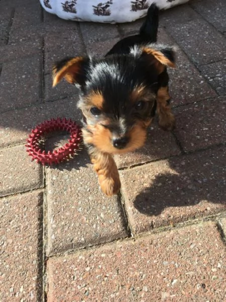 yorkie pup in search of loving home.