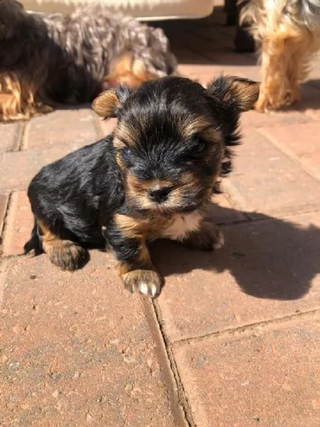 yorkie puppies need a good homes