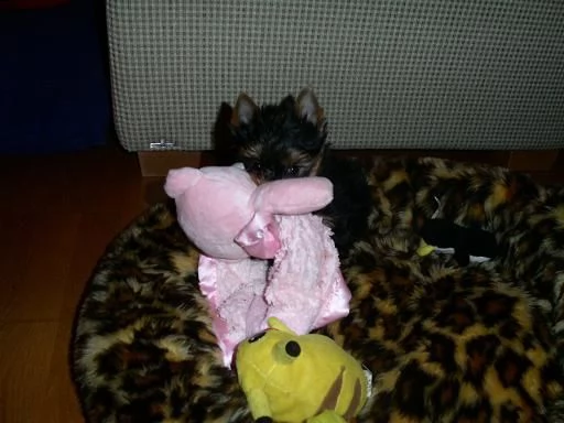 yorkshire cucciolo maschio  e femmina con pedigree enci  | Foto 0