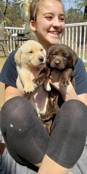labrador retriever 