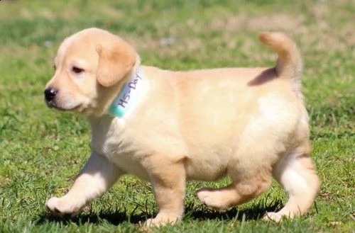 labrador retriever  | Foto 1