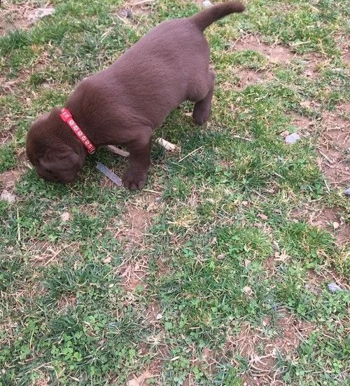 labrador retriever  | Foto 0
