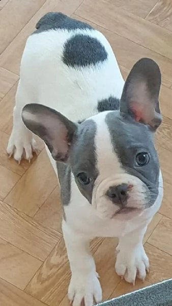 4simpatici cuccioli di bulldog francese vgiovani maschi e fem> 