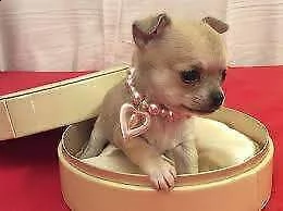 disponiamo cuccioli di pincher chihuahua bellissimi e affettuosissimi