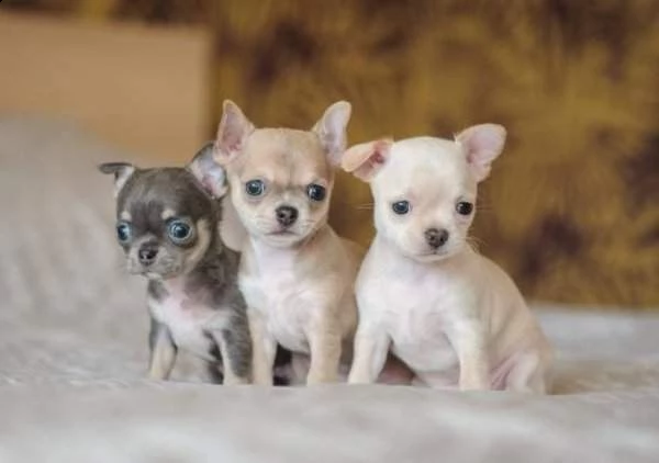 cucciolata di pincher chihuahua toy di 70 giorni già svezzati sverminati