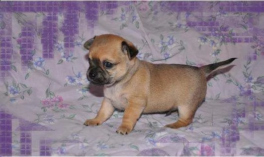 cuccioli di pincher chihuahua giocarelloni e dolcissimi di 70 giorni 