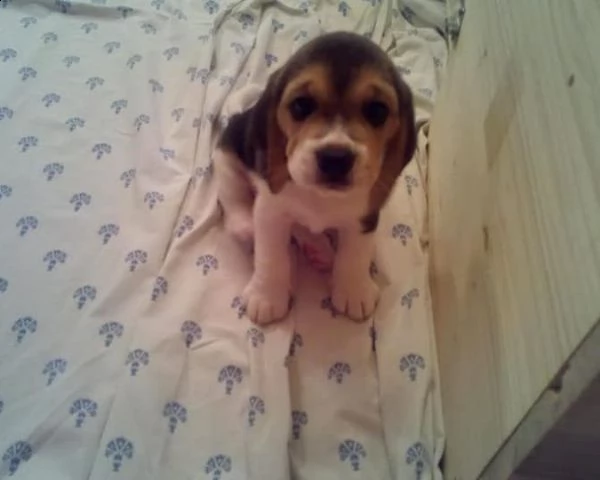cucciolo di beagle maschio