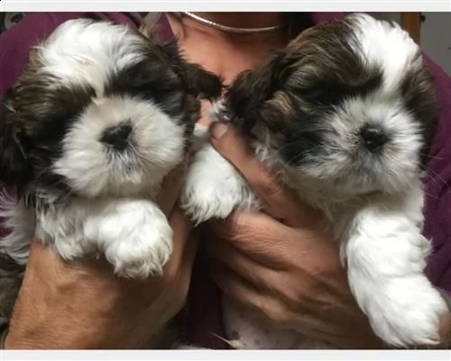 shih-tzu cuccioli consegna a domicilio