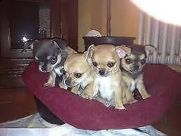 cuccioli di pincher chihuahua toy meravigliosi ottimi e in salute di 2 mesi e m