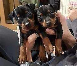 disponiamo cuccioli di pincher chihuahua dolcissimi e coccoloni d