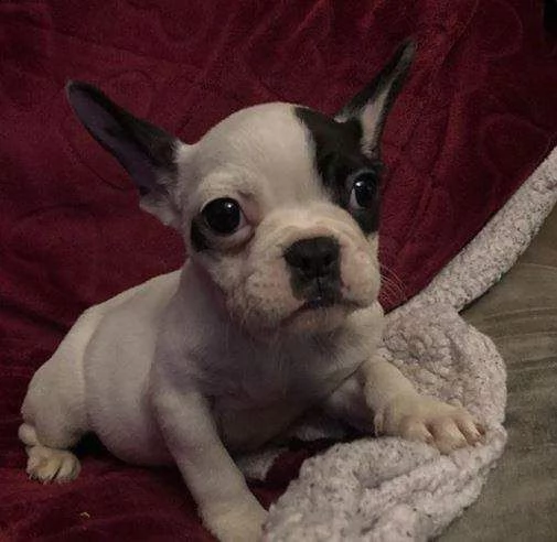 cediamo cucciolini bulldog francese buonissimi tenerissimi e originalissimi 