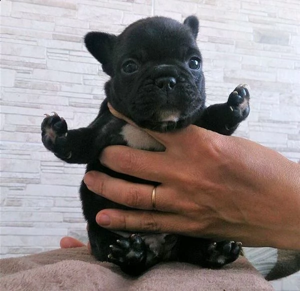  bull'dog francese french dog 