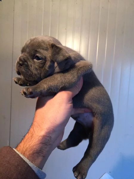  bulldog francese exotic blue 