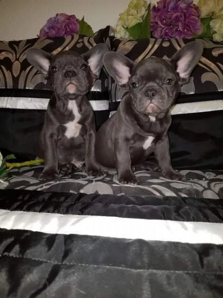  bulldog francese bouledogue 