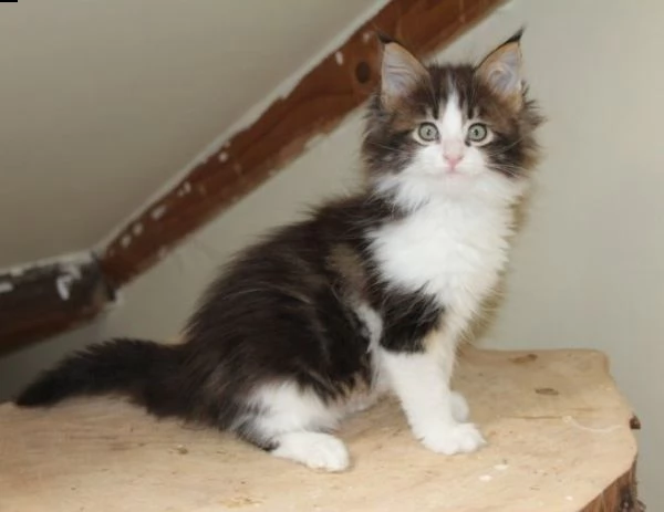 gattini cuccioli di razza maine coone di 65gg | Foto 0