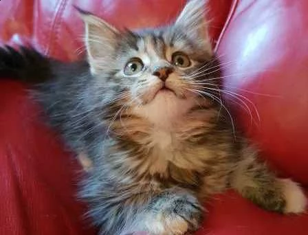gattini cuccioli di razza maine coone di 65gg