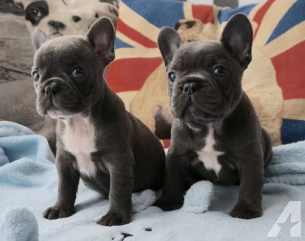 femmina di bulldog francese per accoppiamento