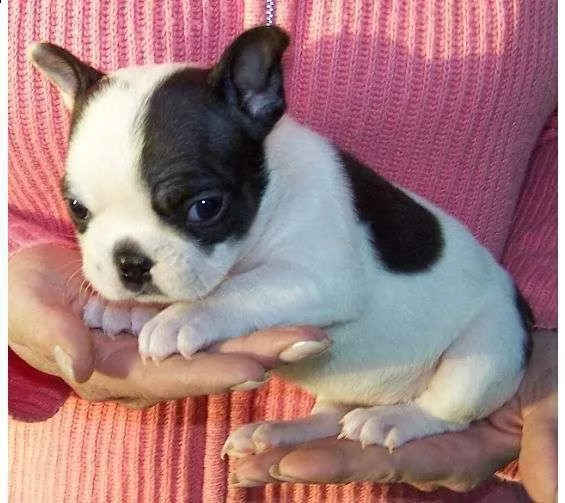disponiamo cuccioli di bulldog francese elegantissimi e giocarelloni di 70 giorni