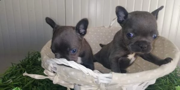 cuccioli bulldog francese blu occhi blu . il piccoli li consegno dopo i 65 giorni circa