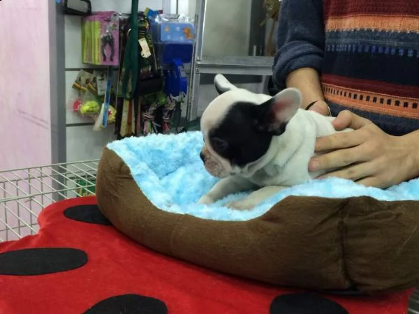 teneri cucciolini bulldog francesi bellissimi gentilissimi e perfettissimi di 2 mesi e mezzo 