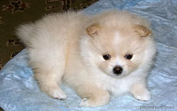 disponiamo cuccioli di spitz pomerania toy bellissimi e favolosissimi di 70 gi