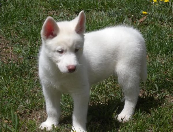 bianco siberian husky occhi blue con pedigree | Foto 0