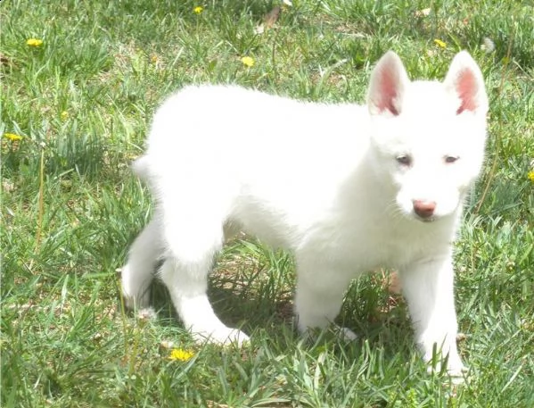 bianco siberian husky occhi blue con pedigree