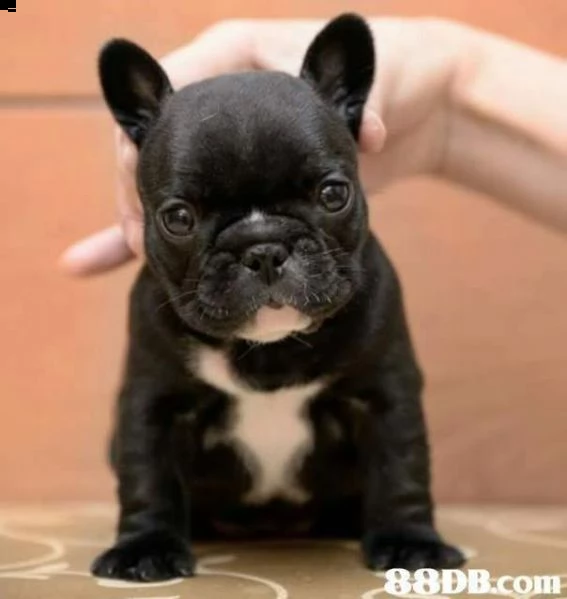 cuccioli di bulldog francesi gioiosi e bellissimi gia sverminati con microcip 