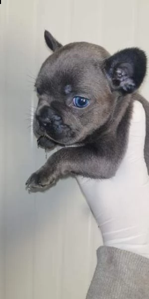 cuccioli bulldog francese esotic blu occhi blu . il piccoli li consegno dopo i 65 gi
