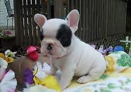 disponiamo cuccioli di bulldog francese bellissimi e vivaci di 70 giorni 