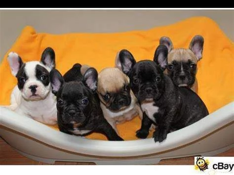 disponiamo cuccioli di bulldog francese di 83 giorni amorevolissimi 