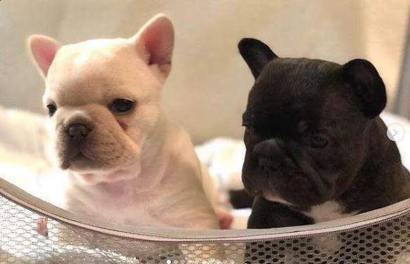 cuccioli di bulldog francese stupendissimi e puri di 2 mesi e mezzo