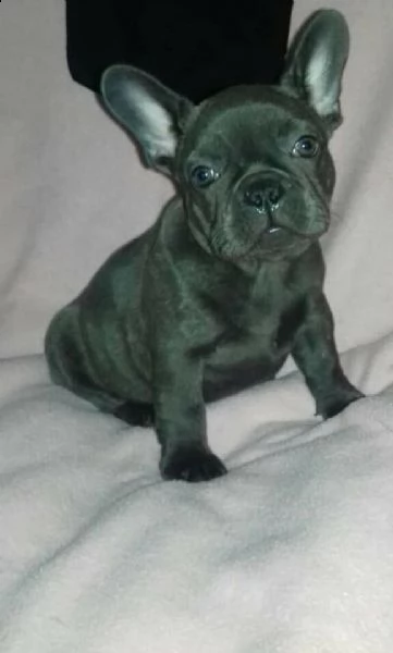 splendida cucciolata di bulldog francese blu di circa tre mesi 
