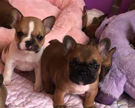 disponiamo cuccioli di bulldog francese di 2 mesi e mezzo bellissimi e buoni già svezzati e