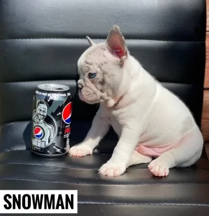 bouledogue francese di 3 mesi | Foto 0