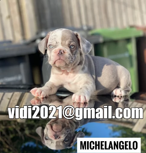 bouledogue francese di 3 mesi