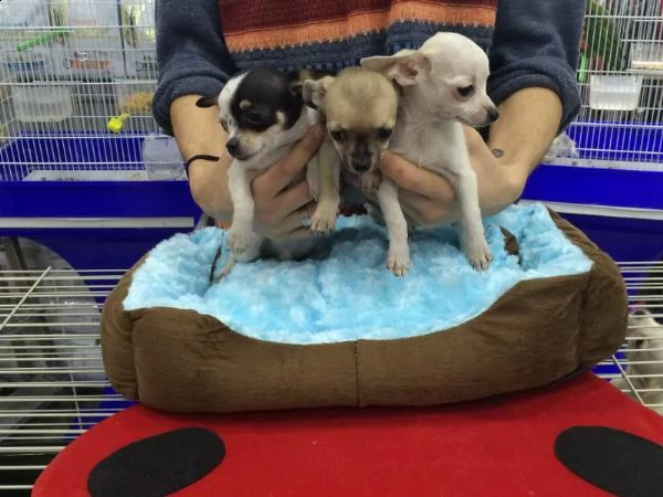 cedesi cucciolini piccolissimi purissimi e affettuosissimi di 2 mesi e mezzo