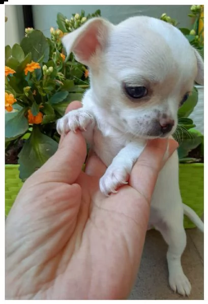  chihuahua tgytytyt