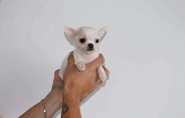 cuccioli chihuahua toy dolcissimi bellissimi e puri di 2 mesi 