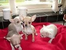 chihuahua toy amorevolissimi teneri buonissimi di 2 mesi e mezzo in ottima salute