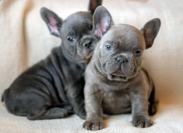 cuccioli di bulldog francese italiani e purissimi (