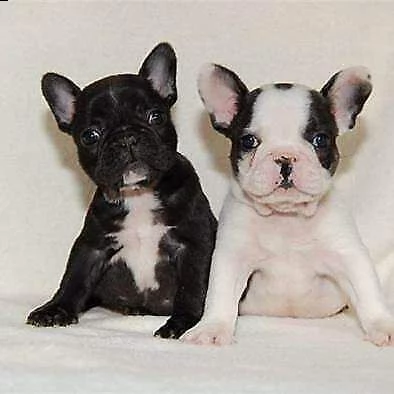 disponiamo cucciolo bulldog francese di 2 mesi e mezzo bellissimi