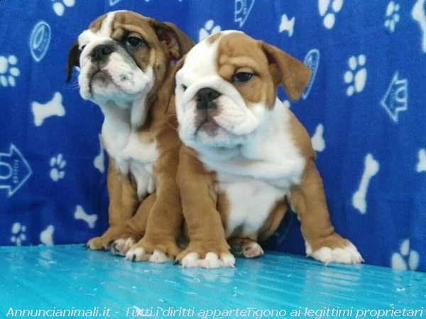 cuccioli di bulldog inglese